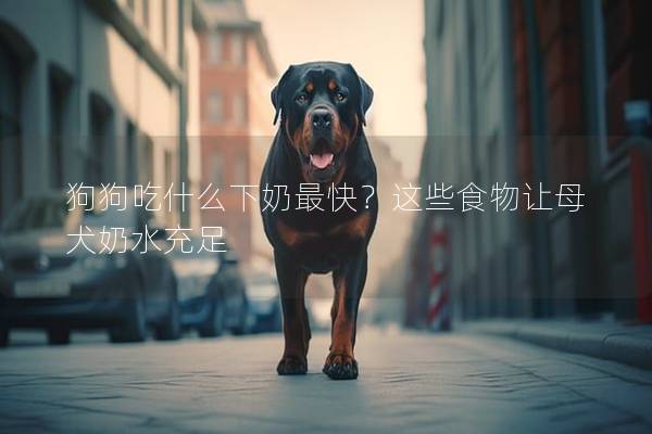 狗狗吃什么下奶最快？這些食物讓母犬奶水充足