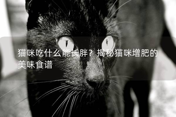 貓咪吃什么能長胖？揭秘貓咪增肥的美味食譜