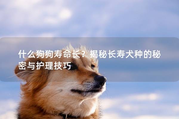什么狗狗壽命長?揭秘長壽犬種的秘密與護理技巧 什么狗狗壽命長?揭秘長壽犬種的秘密與護理技巧