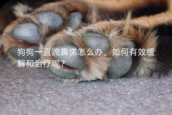 狗狗一直流鼻涕怎么辦，如何有效緩解和治療呢？