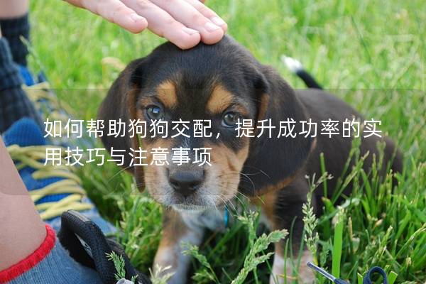 如何幫助狗狗交配，提升成功率的實用技巧與注意事項