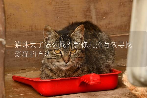 貓咪丟了怎么找？教你幾招有效尋找愛(ài)貓的方法
