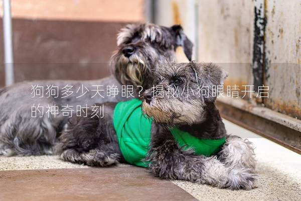 狗狗多少天睜眼？揭秘小狗眼睛開啟的神奇時刻