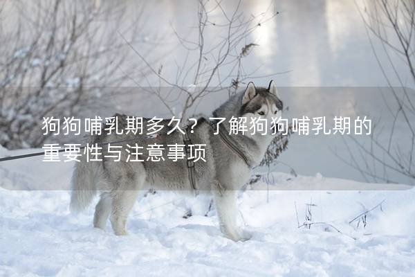 狗狗哺乳期多久？了解狗狗哺乳期的重要性與注意事項