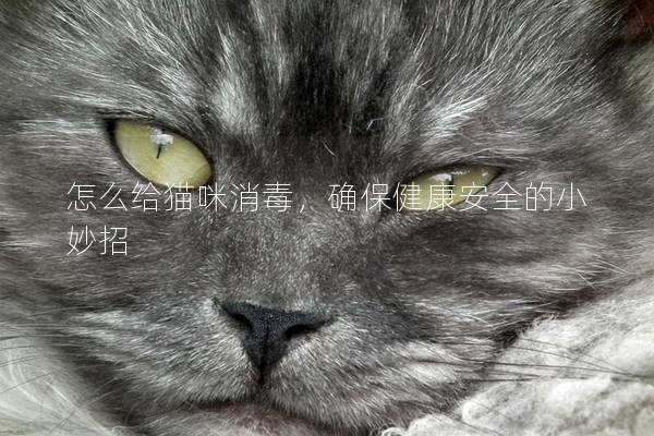 怎么給貓咪消毒，確保健康安全的小妙招