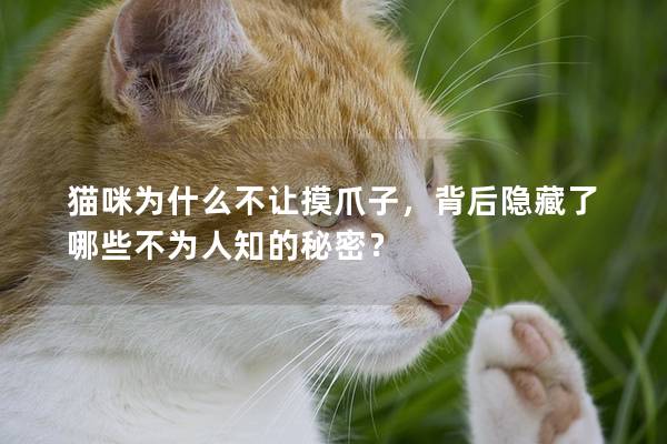 貓咪為什么不讓摸爪子，背后隱藏了哪些不為人知的秘密？