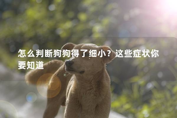 怎么判斷狗狗得了細小？這些癥狀你要知道