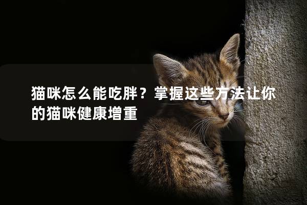 貓咪怎么能吃胖？掌握這些方法讓你的貓咪健康增重