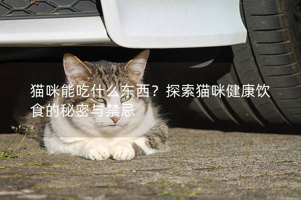 貓咪能吃什么東西？探索貓咪健康飲食的秘密與禁忌