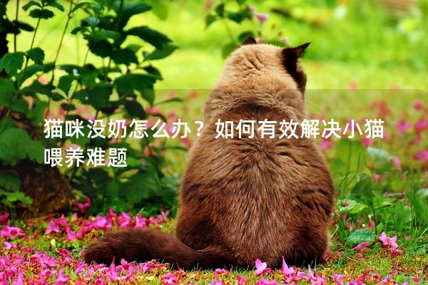 貓咪沒奶怎么辦？如何有效解決小貓喂養難題