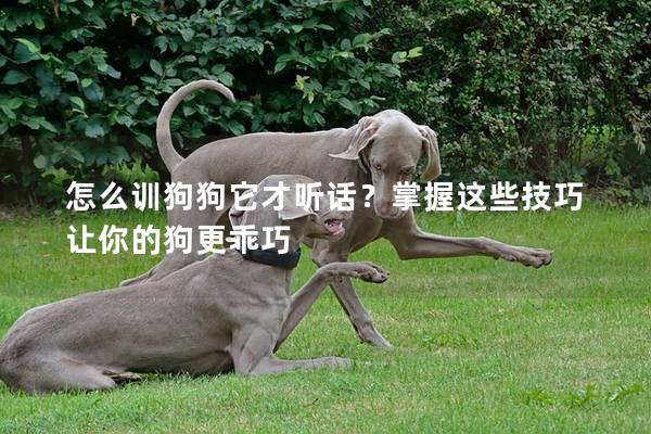 怎么訓(xùn)狗狗它才聽話？掌握這些技巧讓你的狗更乖巧