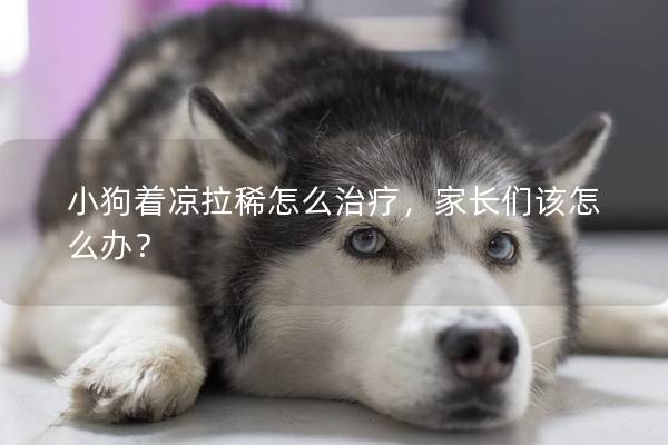小狗著涼拉稀怎么治療，家長們該怎么辦？