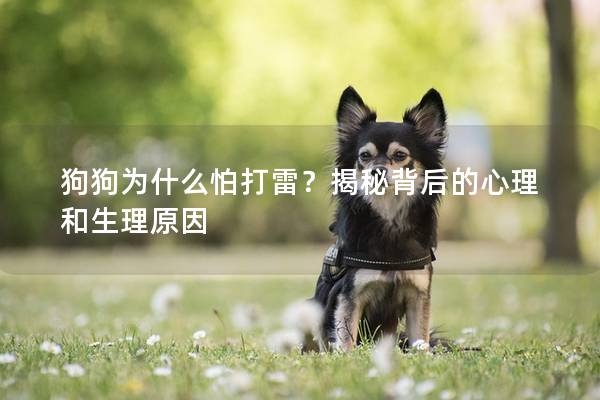 狗狗為什么怕打雷？揭秘背后的心理和生理原因