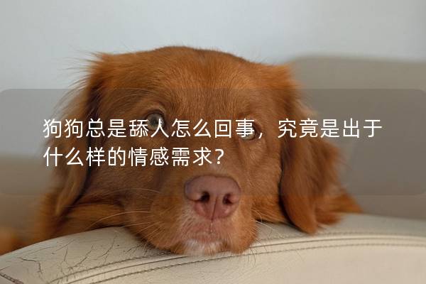 狗狗總是舔人怎么回事，究竟是出于什么樣的情感需求？