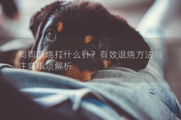 狗狗退燒打什么針？有效退燒方法與注意事項解析