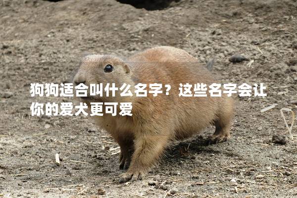 狗狗適合叫什么名字?這些名字會讓你的愛犬更可愛 狗狗適合叫什么名字?這些名字會讓你的愛犬更可愛