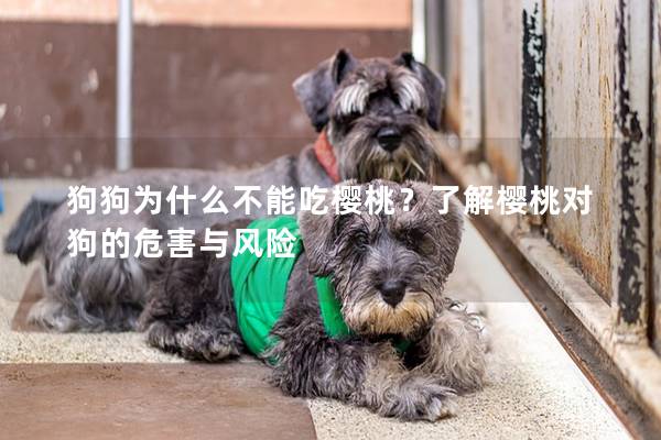 狗狗為什么不能吃櫻桃？了解櫻桃對狗的危害與風(fēng)險(xiǎn)