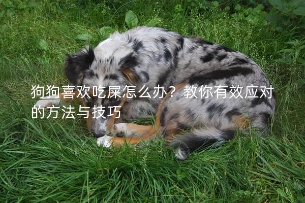 狗狗喜歡吃屎怎么辦？教你有效應(yīng)對(duì)的方法與技巧