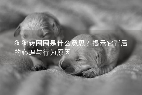 狗狗轉(zhuǎn)圈圈是什么意思？揭示它背后的心理與行為原因