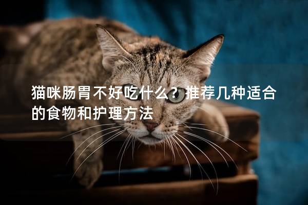 貓咪腸胃不好吃什么？推薦幾種適合的食物和護理方法