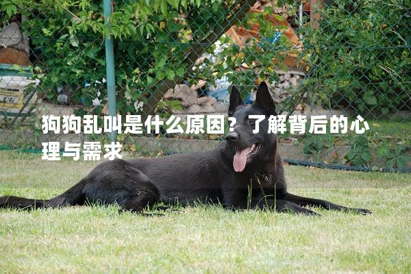 狗狗亂叫是什么原因？了解背后的心理與需求