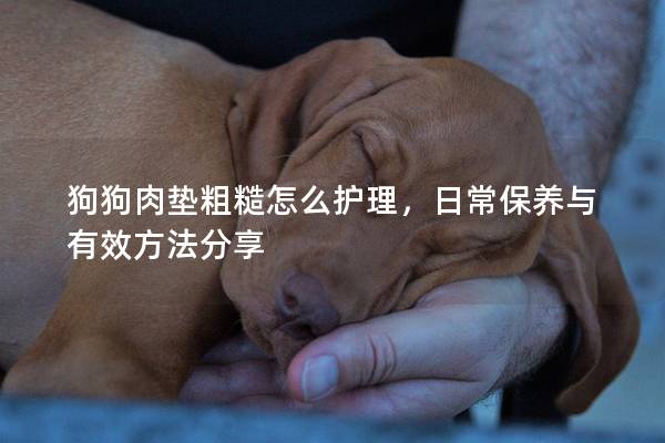 狗狗肉墊粗糙怎么護理，日常保養(yǎng)與有效方法分享