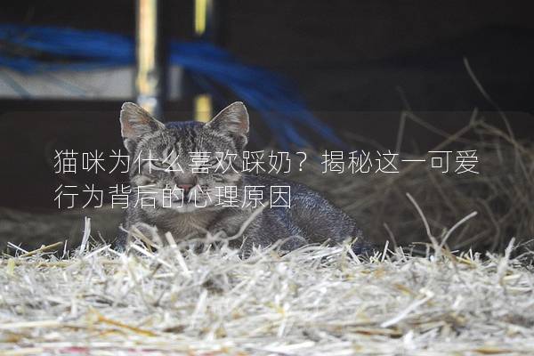 貓咪為什么喜歡踩奶？揭秘這一可愛行為背后的心理原因