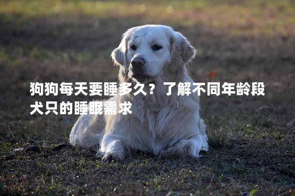 狗狗每天要睡多久？了解不同年齡段犬只的睡眠需求