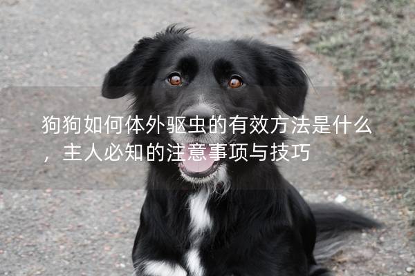 狗狗如何體外驅(qū)蟲的有效方法是什么，主人必知的注意事項(xiàng)與技巧