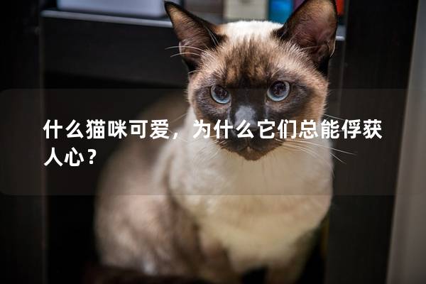 什么貓咪可愛，為什么它們總能俘獲人心？