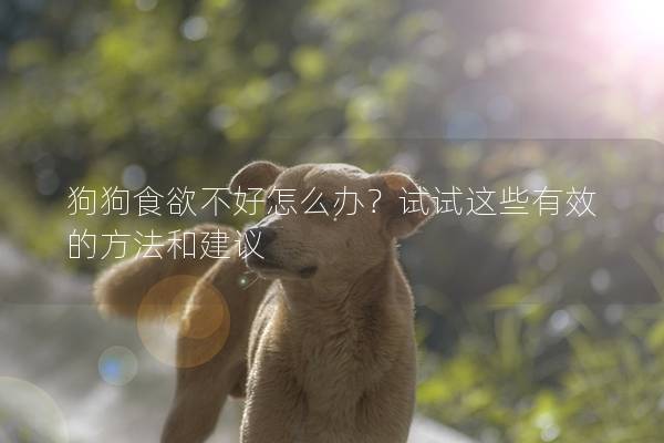 狗狗食欲不好怎么辦？試試這些有效的方法和建議