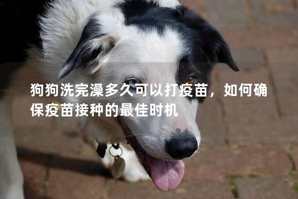 狗狗洗完澡多久可以打疫苗，如何確保疫苗接種的最佳時機