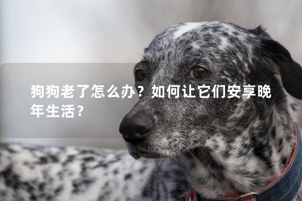 狗狗老了怎么辦？如何讓它們安享晚年生活？