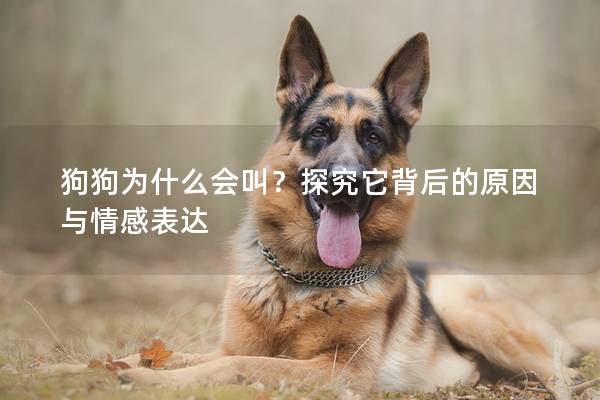 狗狗為什么會(huì)叫？探究它背后的原因與情感表達(dá)