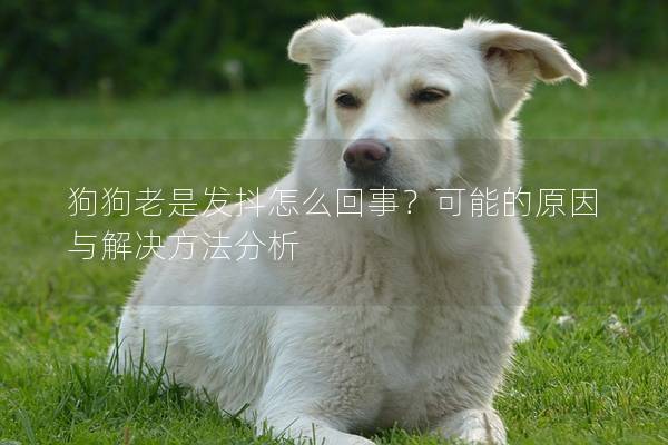 狗狗老是發抖怎么回事？可能的原因與解決方法分析