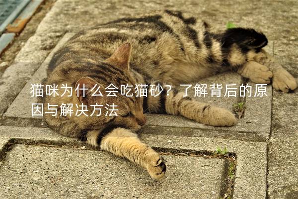 貓咪為什么會吃貓砂？了解背后的原因與解決方法