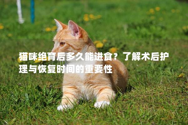 貓咪絕育后多久能進食？了解術后護理與恢復時間的重要性