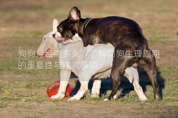 狗狗月經(jīng)期多久？了解狗狗生理周期的重要性與注意事項(xiàng)