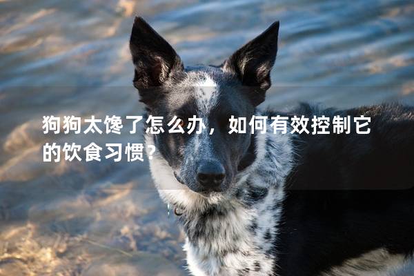 狗狗太饞了怎么辦，如何有效控制它的飲食習慣？