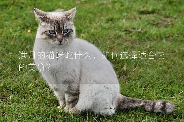 滿月的貓咪吃什么，如何選擇適合它的美食？