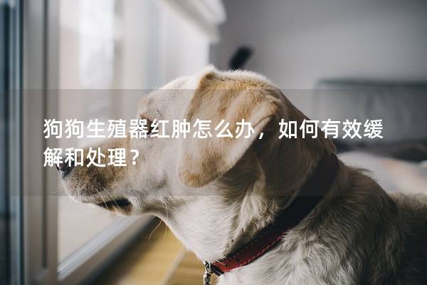 狗狗生殖器紅腫怎么辦，如何有效緩解和處理？