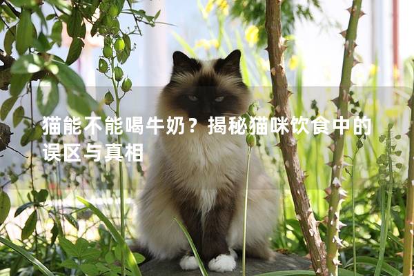 貓能不能喝牛奶？揭秘貓咪飲食中的誤區與真相