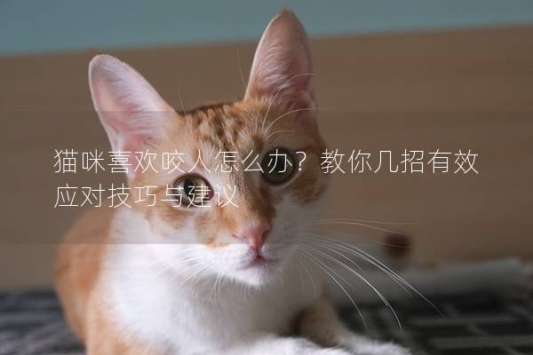 貓咪喜歡咬人怎么辦？教你幾招有效應對技巧與建議