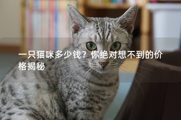 一只貓咪多少錢？你絕對想不到的價格揭秘
