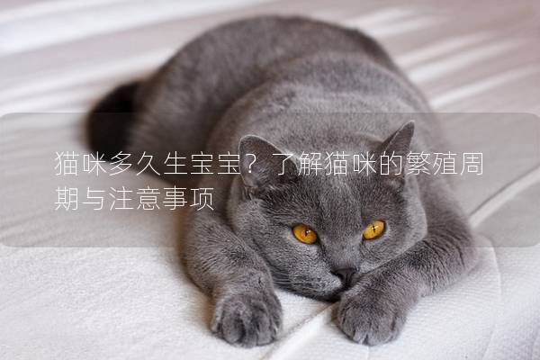 貓咪多久生寶寶？了解貓咪的繁殖周期與注意事項