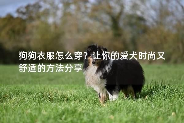 狗狗衣服怎么穿？讓你的愛犬時尚又舒適的方法分享
