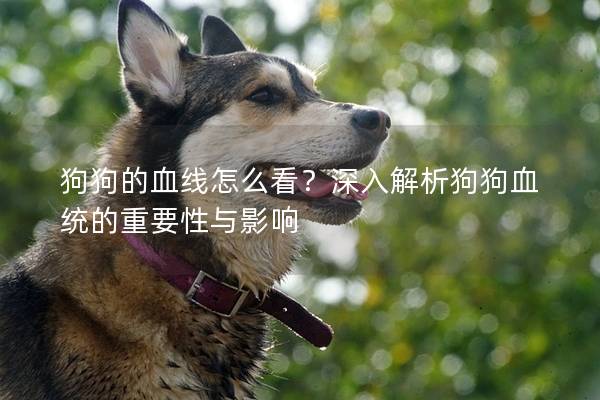 狗狗的血線怎么看？深入解析狗狗血統(tǒng)的重要性與影響