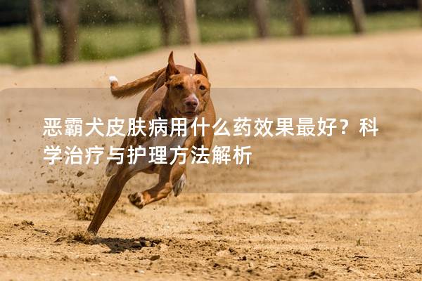惡霸犬皮膚病用什么藥效果最好？科學(xué)治療與護理方法解析