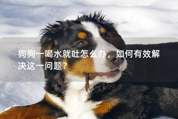 狗狗一喝水就吐怎么辦，如何有效解決這一問題？
