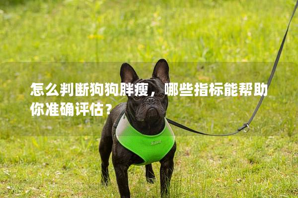怎么判斷狗狗胖瘦，哪些指標能幫助你準確評估？